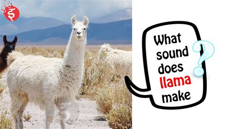 do llamas like music in the same way humans do