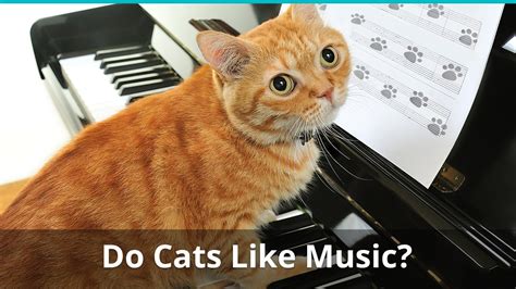 What Type of Music Do Cats Like and Other Feline-Related Musical Conundrums